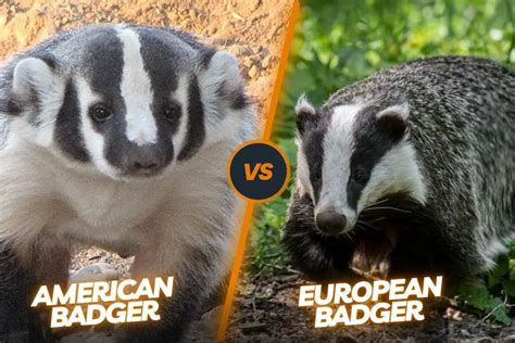 Badger Vs Raccoon: The Stripe-Faced Predator & Masked Bandit