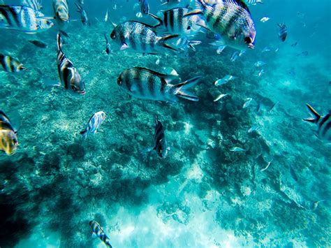 1080x2340px | free download | HD wallpaper: mauritius, blue bay, blue ...