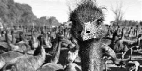 What Was the Emu War? | Sporcle Blog