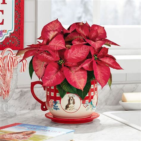 The Best Pioneer Woman Christmas Items at Walmart [2022]