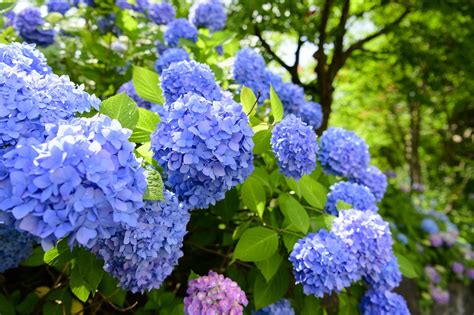 Hydrangeas And The Rainy Season - Japan's Flower Of Early Summer ...