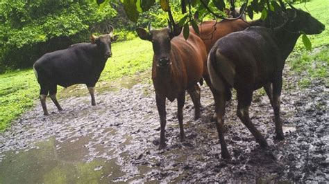 Populasi Banteng Kalimantan Dikabarkan Terus Menurun