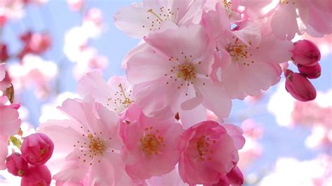 Expanse of cherry blossoms in Japan | Pink blossom, Beautiful flowers ...