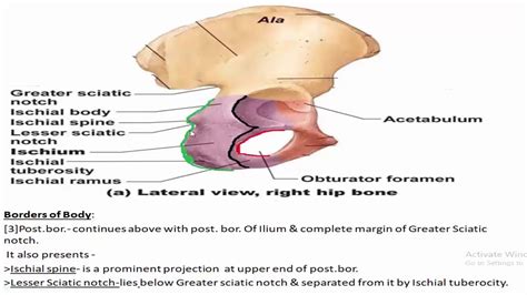 Ischium - YouTube