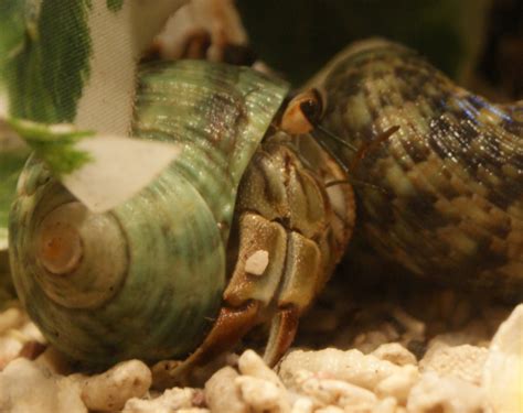 Hermit Crab Care 101 | The Crab Street Journal