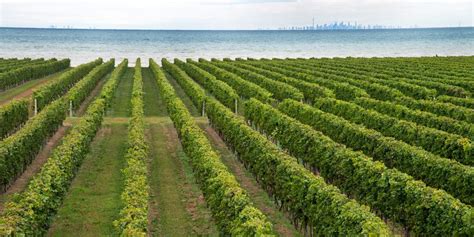 Konzelmann Estate Winery | Niagara's Only Lakefront Winery