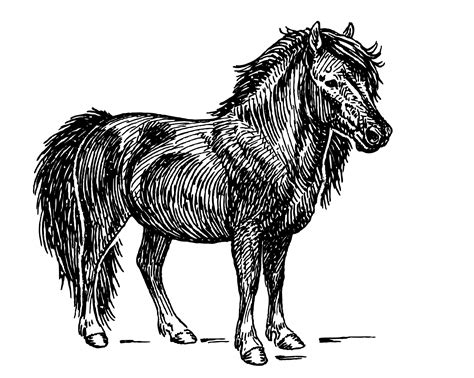Shetland Pony, Horse Clipart Free Stock Photo - Public Domain Pictures