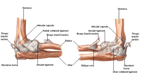 Elbow joint