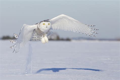 Hunting Snowy Owl by Mircea Costina Photography