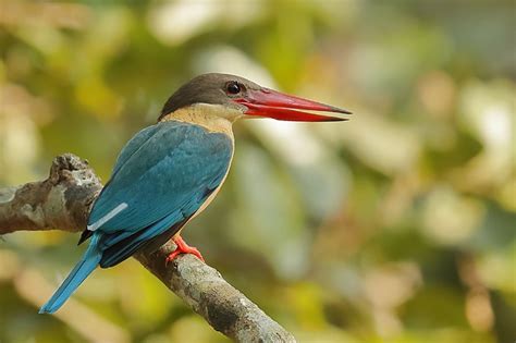 Bird Watching Tour in Chitwan