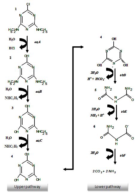 The simazine catabolic upper and lower pathways. The catabolic atz gene... | Download Scientific ...