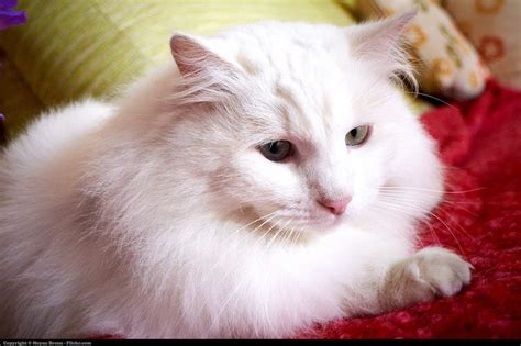 Turkish Angora Cat Breed Guide and Profile | Litter-Robot