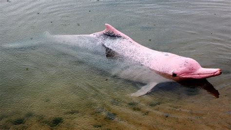 The Amazon Pink River Dolphin | Blog Machu Travel Peru