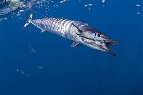 Wahoo – "OCEAN TREASURES" Memorial Library