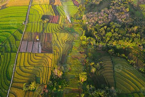 natural landscape of terraced rice terraces in Indonesia 24975360 Stock ...