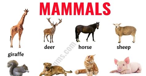 Examples Of Mammals