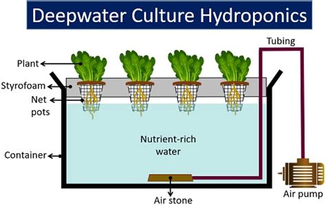 Types of Hydroponic Systems - Advantages and Disadvantages - Biology Reader