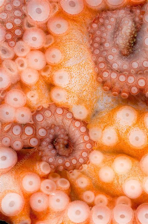 Octopus Suction Cups - Stock Image - F031/6839 - Science Photo Library