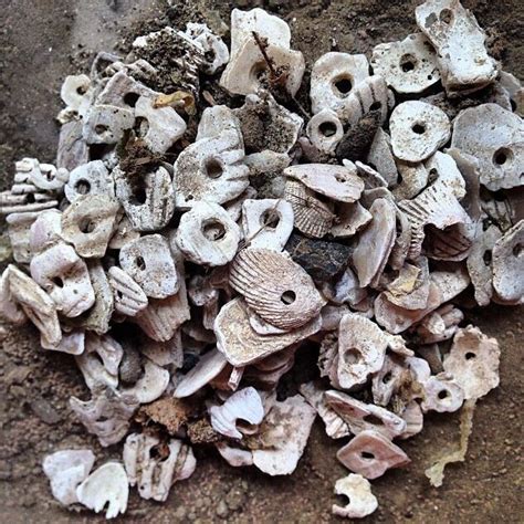 Shell beads, excavated near Cahokia Mounds on private property, August, 2014, Illinois. *Native ...