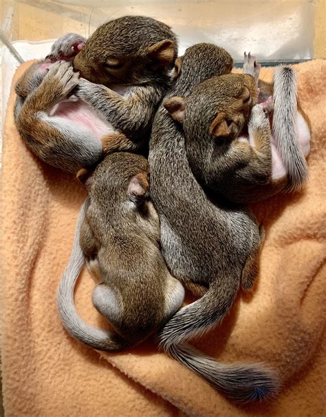 Baby squirrels | Squirrel species, Baby squirrel, Squirrel