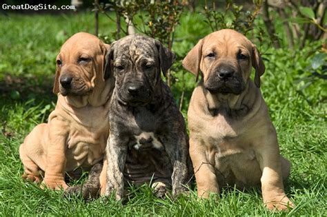 Fila Brasileiro Puppies Fila Brasileiro Pups | Dog Breeds Picture