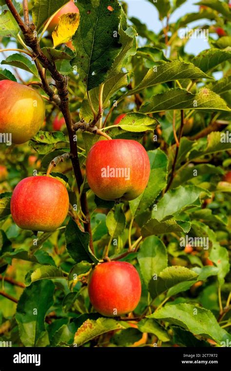 Ripe Cripps Pink apples variety on a apple tree. Ontario Canada Stock Photo - Alamy