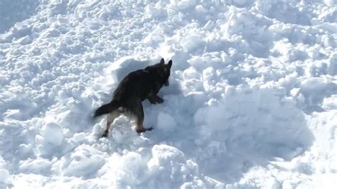 Mountain Rescue Dogs Train to Rescue People From Avalanches | Inside ...