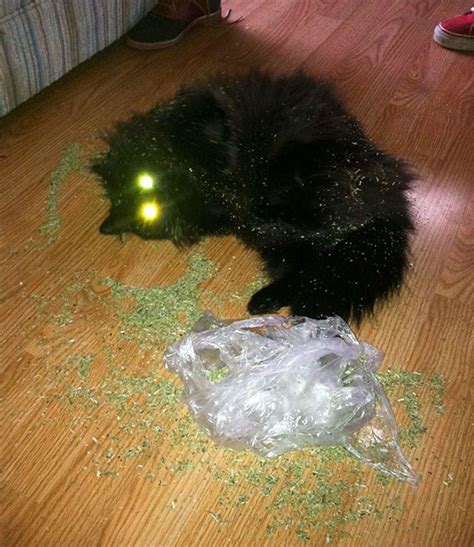 10+ Times Cats Found Catnip, And Cat.exe Stopped Functioning | Bored Panda