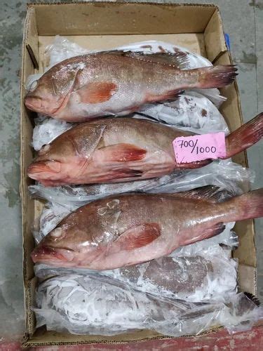 Frozen Reef Cod Fish at Rs 180/kg | रीफ कॉड फिश in Chennai | ID: 2849908383297