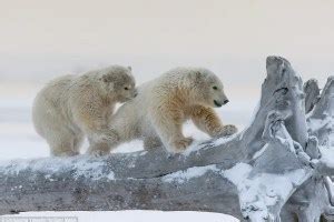 Polar Bear Cubs Facts – Interesting Facts about Baby Polar Bears ...