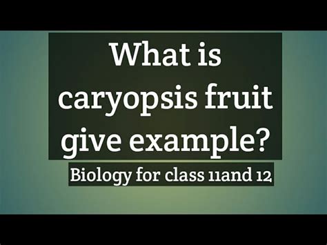 Caryopsis Fruit Examples