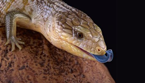 Blue-tongued skink | San Diego Zoo Kids