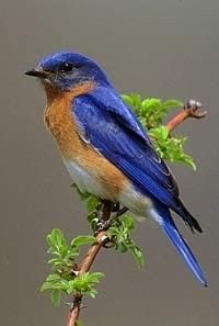 43 best North american songbirds images on Pinterest | Beautiful birds ...