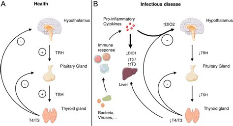 Frontiers Sex Dimorphic Responses Of The, 41% OFF