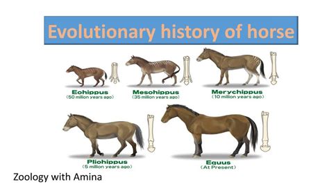 Horse Evolution Tree