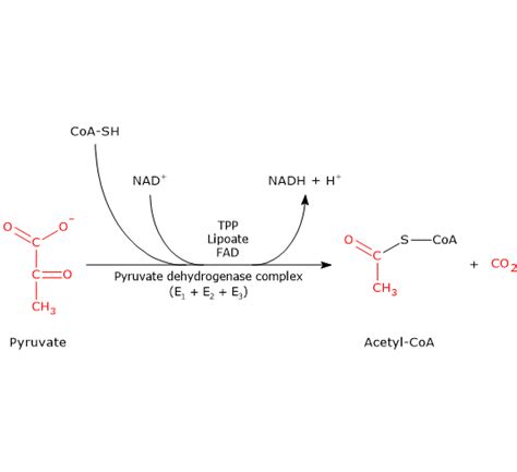 Pyruvate dehydrogenase complex - Tuscany Diet