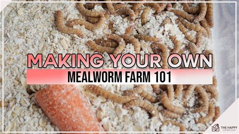 Making Your Own Mealworm Farm 101 - YouTube