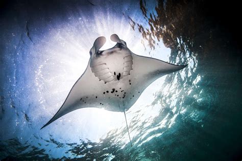 Discover Amazing Manta Ray Facts