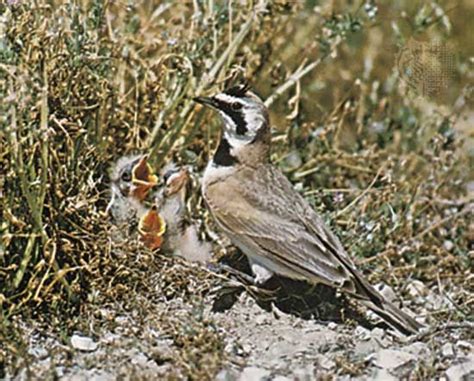 Lark | Songbird, Ground-dwelling, Migration | Britannica