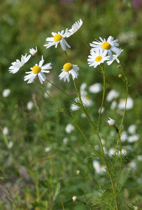 Camomile Flower - Tea, Oil - Uses & Health Benefits