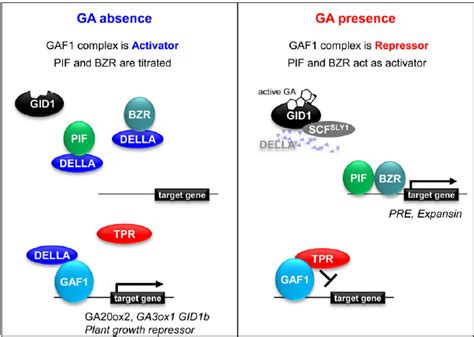 A Coactivator and Corepressor Model for GA Signaling. | Download ...