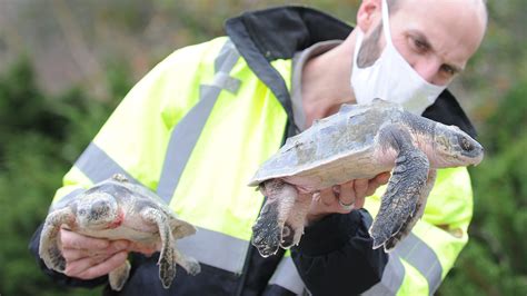 More than 100 cold stunned Kemp's ridley turtles rescued from Cape beaches