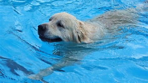 How to Teach a Dog to Swim | Canna-Pet®