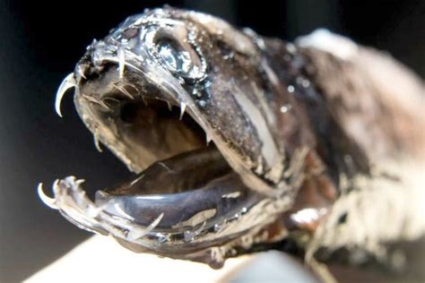 Dragonfish with invisible human teeth found in depths of ocean - World Crypto News