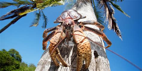 Crabs: Characteristics, habitat, alimentation habits and more...