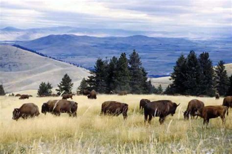 American Bison - Bison bison - NatureWorks