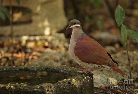 Key West Quail-dove Photograph by Neil Bowman/FLPA