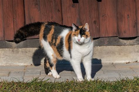 Calico Cat Therian Mask Made to Order - Etsy