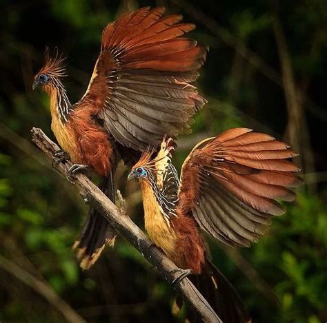 Photo: Hoatzin chicks have a special feature of claws on their wings which they use to climb ...