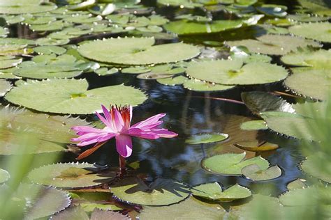 HD wallpaper: rio de janeiro, brazil, flower, pink, green, water, hope, flowering | Wallpaper Flare